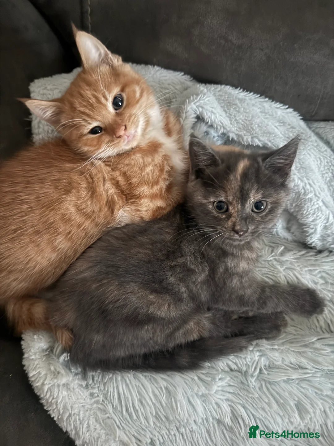 Mixed Breed cats for sale: MISTY AND NACHO ⭐️ - Advert 1