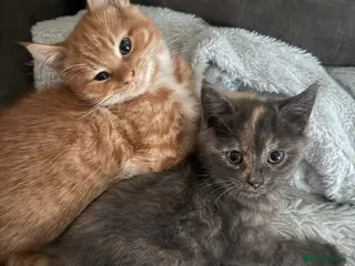 Mixed Breed cats MISTY AND NACHO ⭐️ - Advert 2