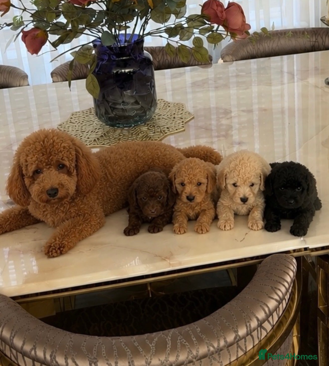 Toy Poodle dogs Four little gorgeous Toy Poodles - Advert 1