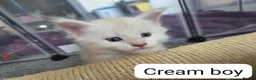 Maine Coon cats for sale: Outstanding TICA registered Maine Coon Kittens - Advert 8