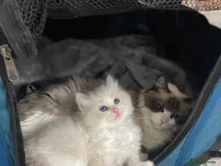 Ragdoll cats 4 lovely Blue Lynx Bicolour Ragdolls Kittens - Advert 1