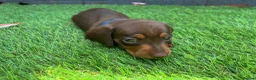Miniature Dachshund dogs for sale: Miniature dachshund  - Advert 4