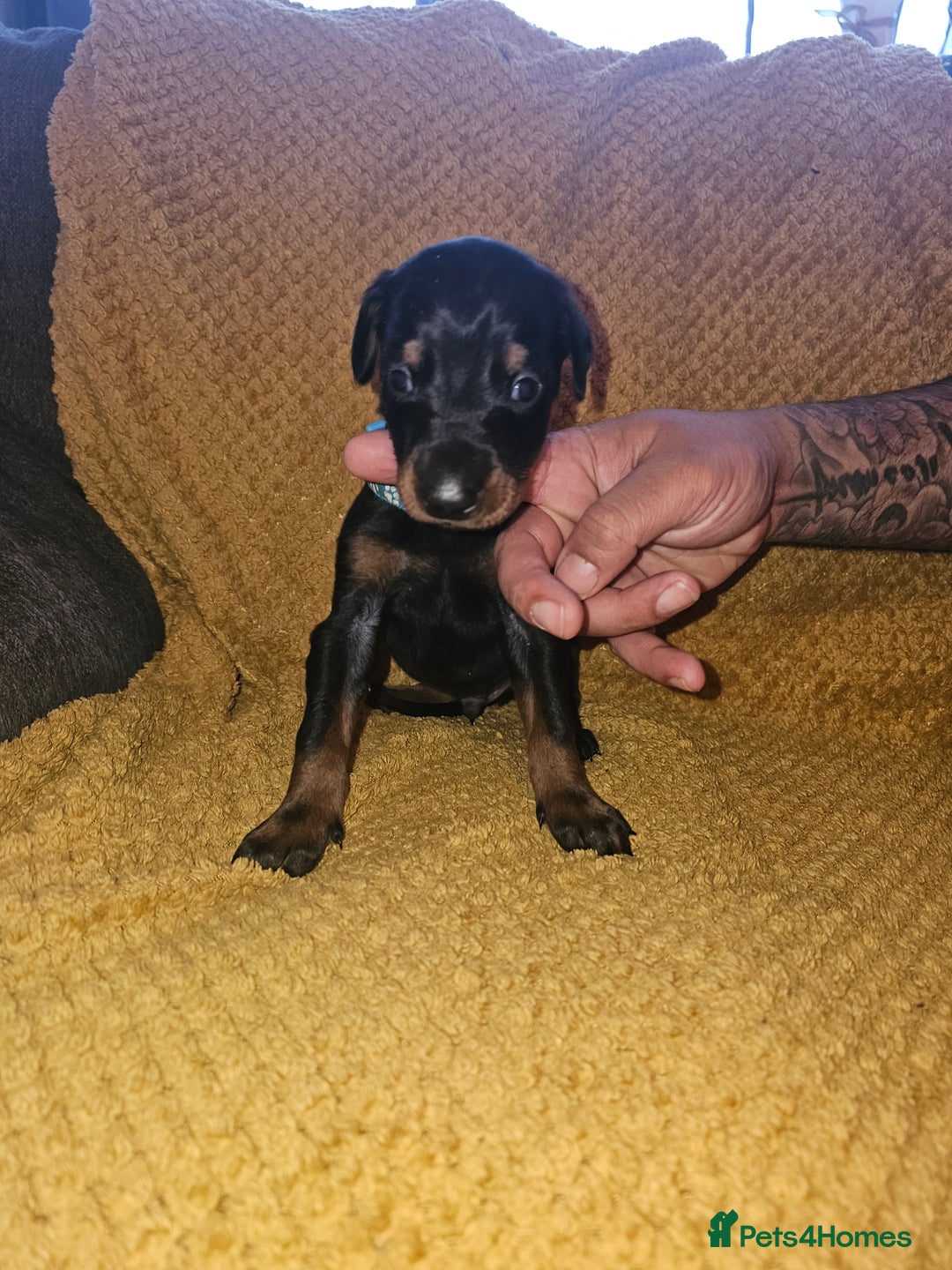 Dobermann dogs for sale: ☆☆DOBERMAN PUPPIES FOR SALE ☆☆ - Advert 23