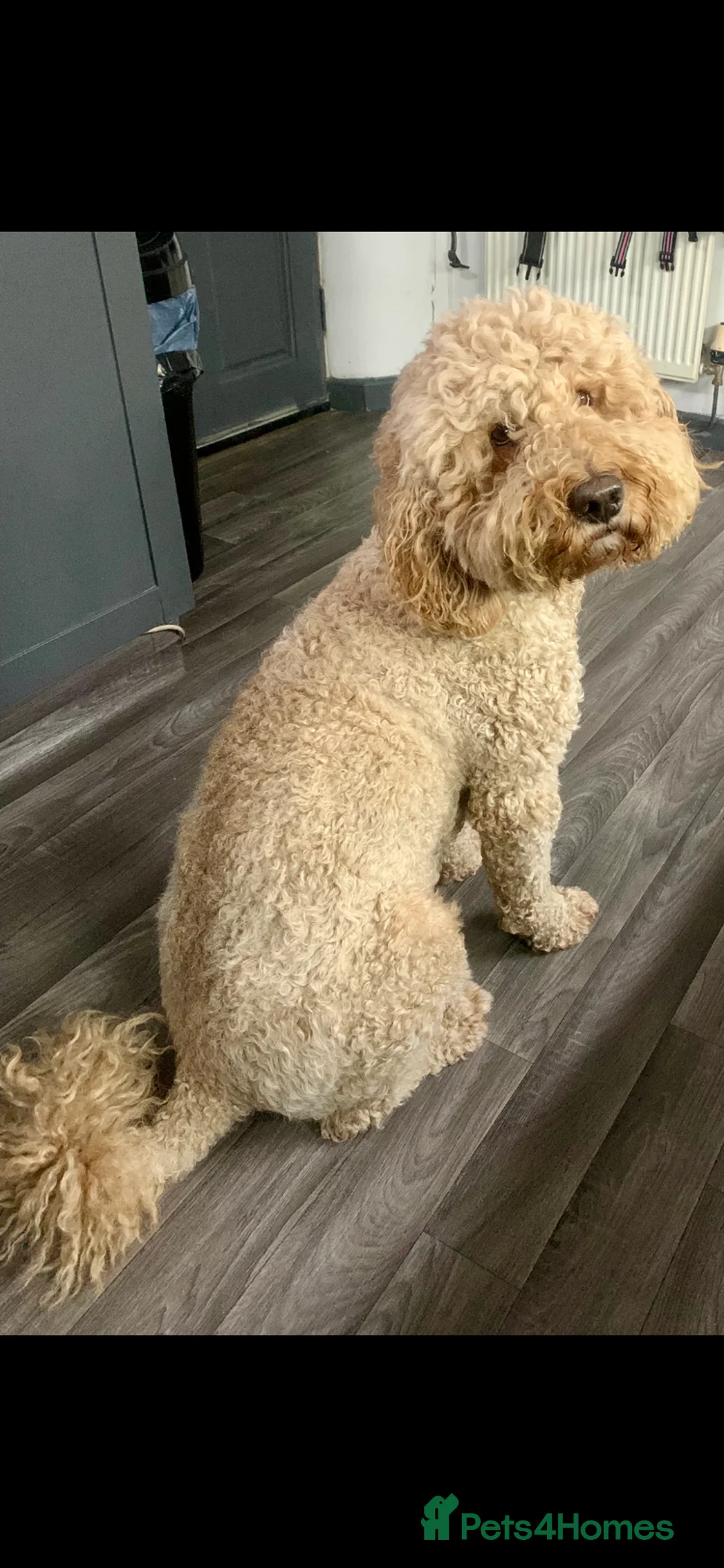Labradoodle dogs for stud: Proven Extensive DNA health checked Stud in Warrington - Advert 10