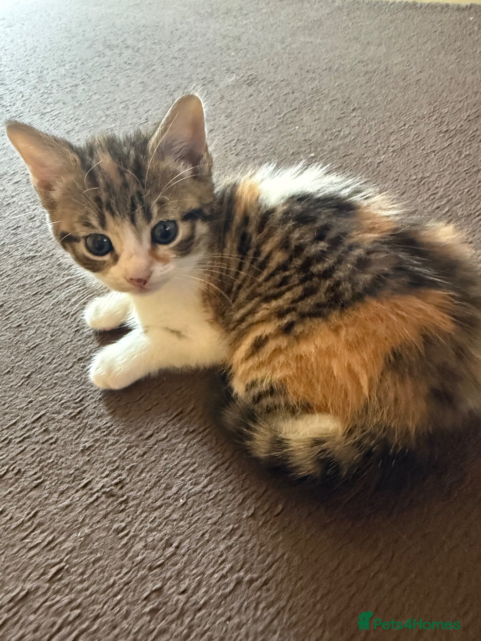 Mixed Breed cats Beautiful kittens looking for their forever home  - Advert 4