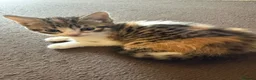 Mixed Breed cats for sale: Beautiful kittens looking for their forever home  - Advert 1