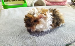 Guinea Pig rodents for sale: Five gorgeous male guinea pigs different breeds in Milnthorpe - Image 25