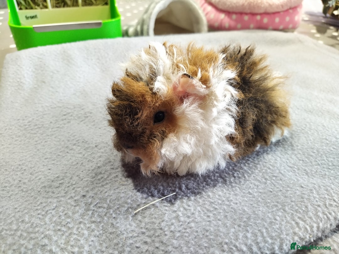 Guinea Pig rodents for sale: Five gorgeous male guinea pigs different breeds in Milnthorpe - Image 25