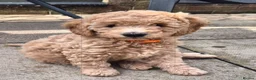 Labradoodle dogs for sale: Multi generation miniature Labradoodle - Advert 32