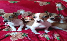 Jack Russell dogs for sale: Jack Russell puppies  - Image 6