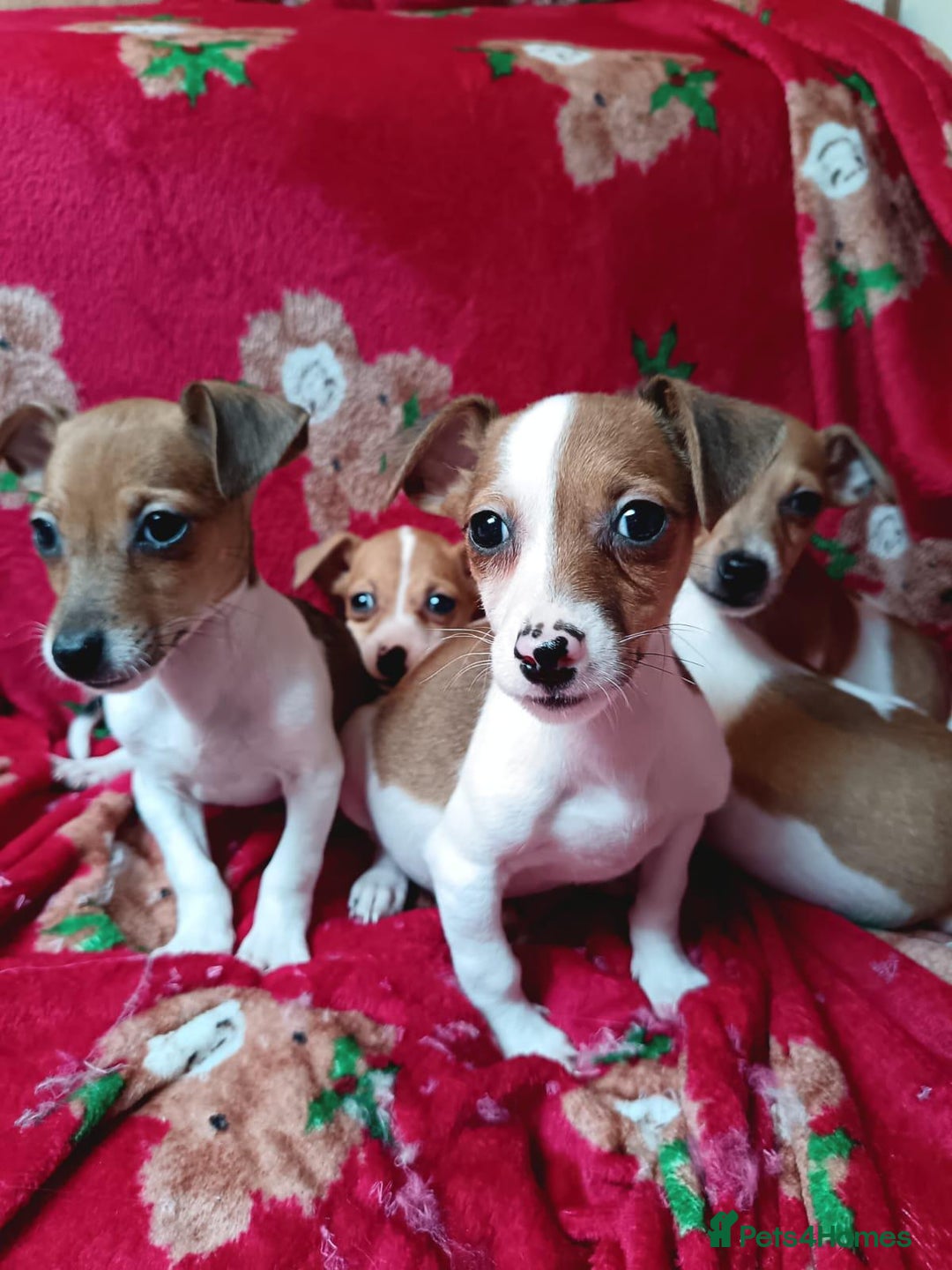 Jack Russell dogs for sale: Jack Russell puppies  - Image 6