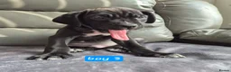 Cane Corso dogs for sale: Cane corso puppies - Advert 19