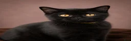 British Shorthair cats for sale: 2 confident vocal playful boys left one very big  - Advert 14