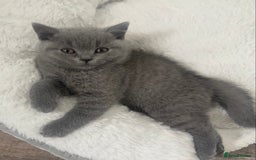 British Shorthair cats for sale: Gccf reg blue bsh kittens active - Image 2
