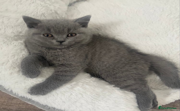 British Shorthair cats - Advert 11
