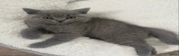 British Shorthair cats for sale: 1 gccf reg blue boy left  - Advert 2