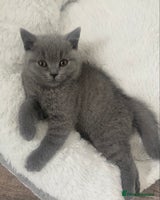 British Shorthair cats - Advert 16