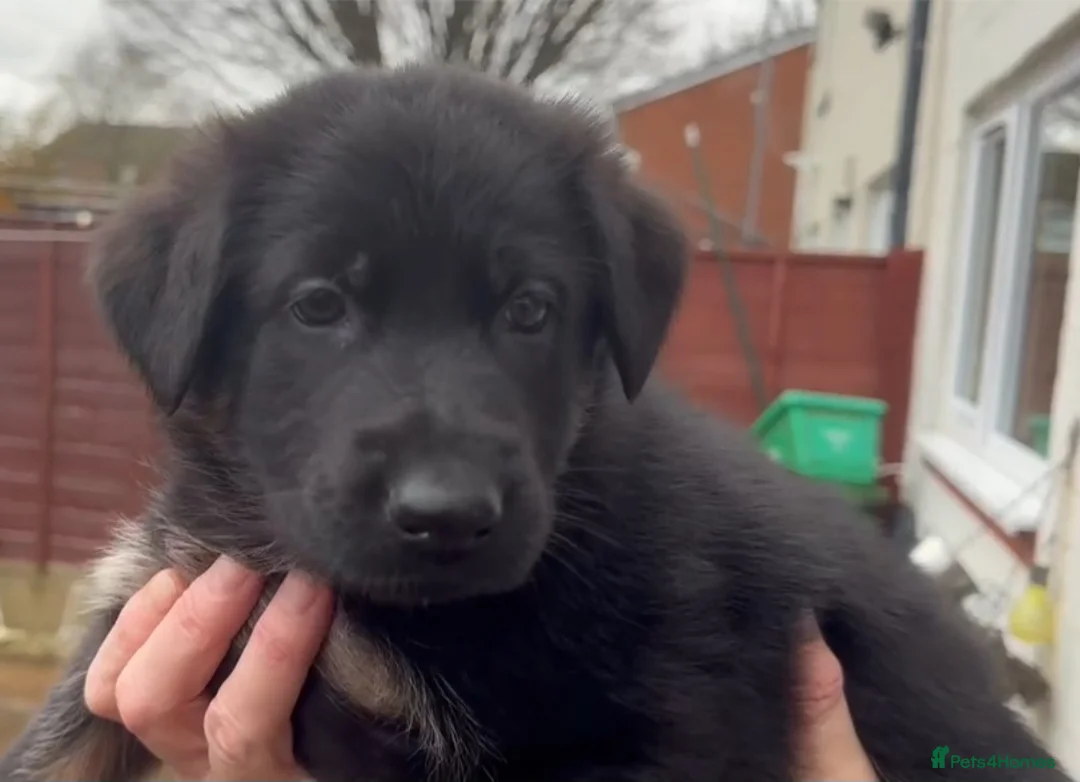 German Shepherd dogs for sale: German shepherd puppies  - Advert 3