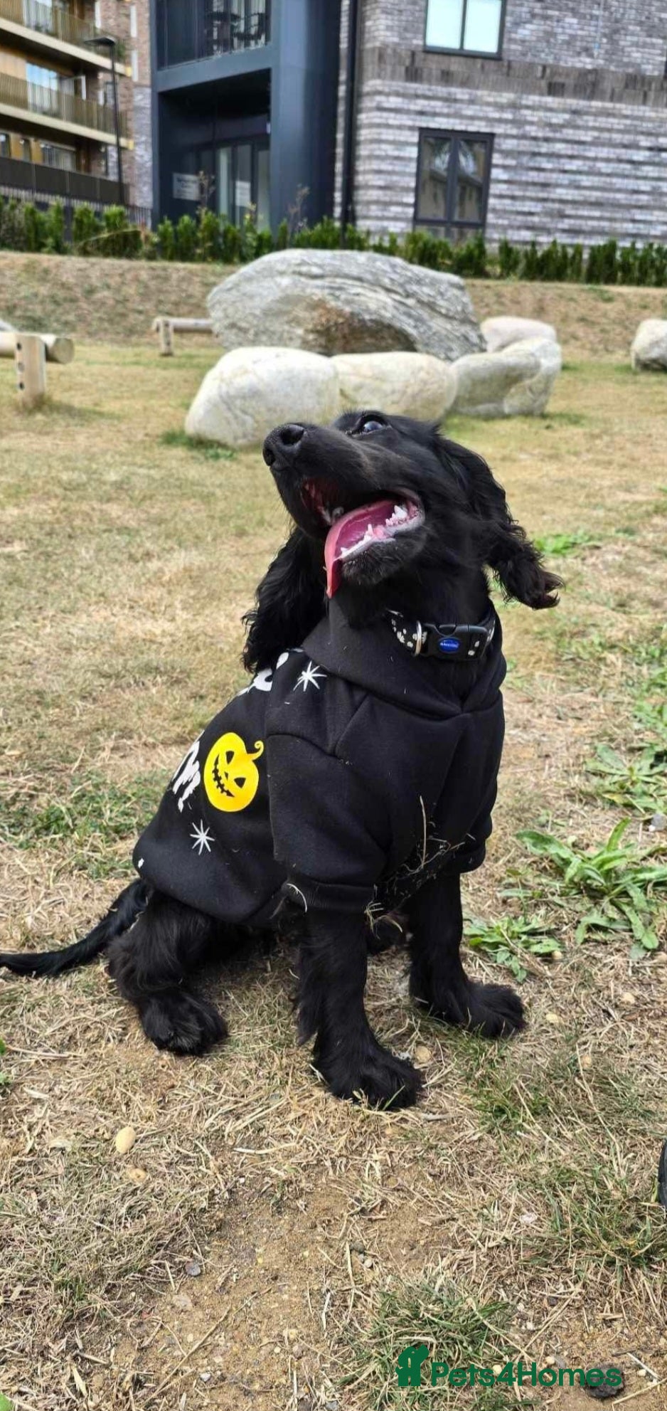 Cocker Spaniel dogs for sale: Will you give Bella the home she needs? - Advert 6