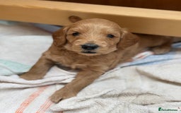 Goldendoodle dogs for sale: Stunning F2B Goldendoodles - Image 8