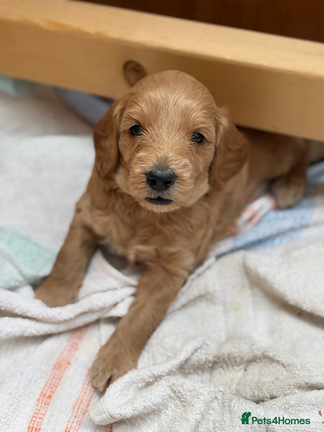 Goldendoodle dogs for sale: Stunning F2B Goldendoodles - Image 8