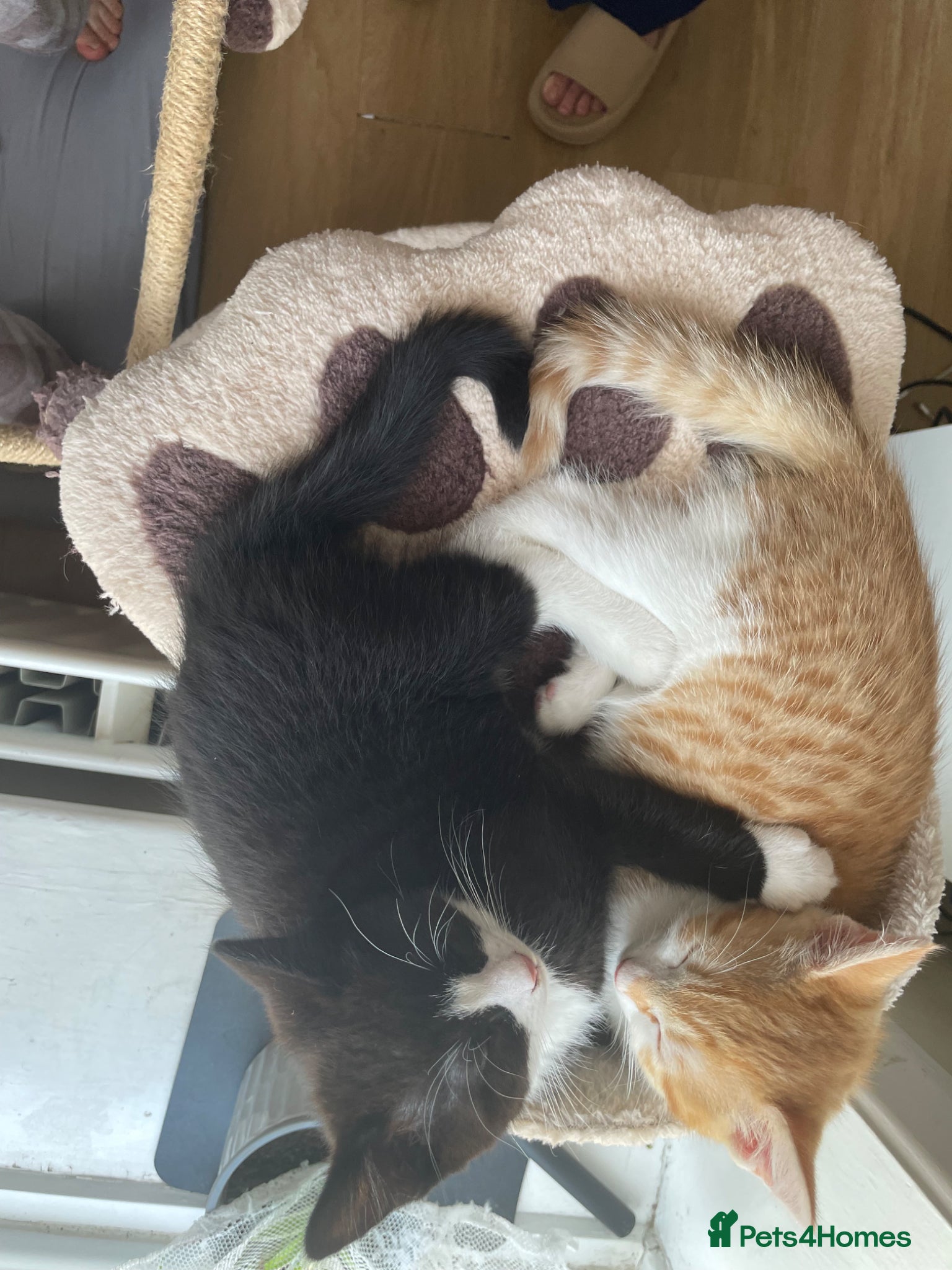 Mixed Breed cats for sale: 2 Cute Kittens  - Advert 11