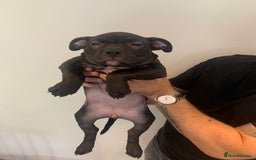 American Bully dogs for sale: Pocket bully puppies - Image 4