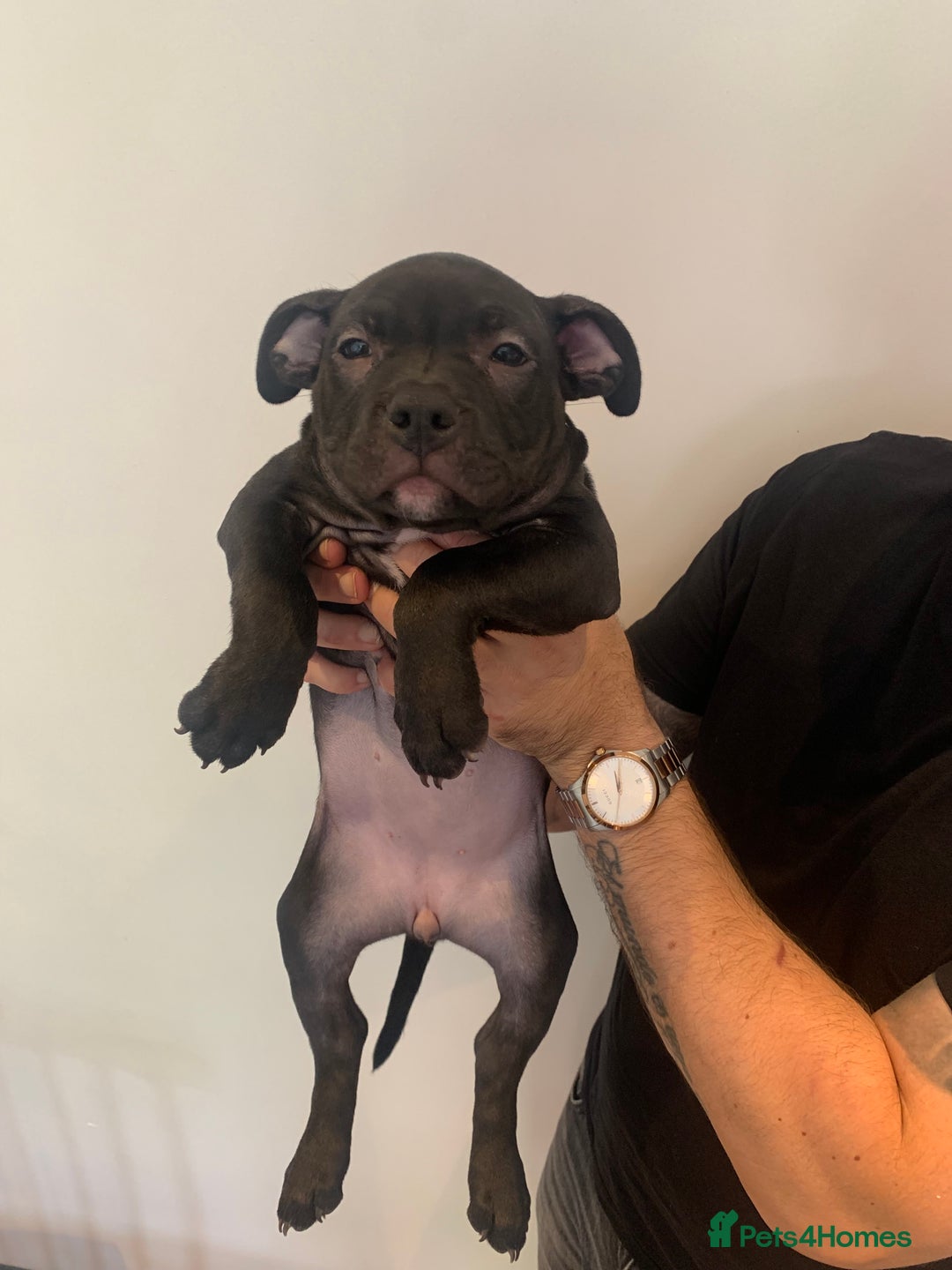 American Bully dogs for sale: Pocket bully puppies - Image 4