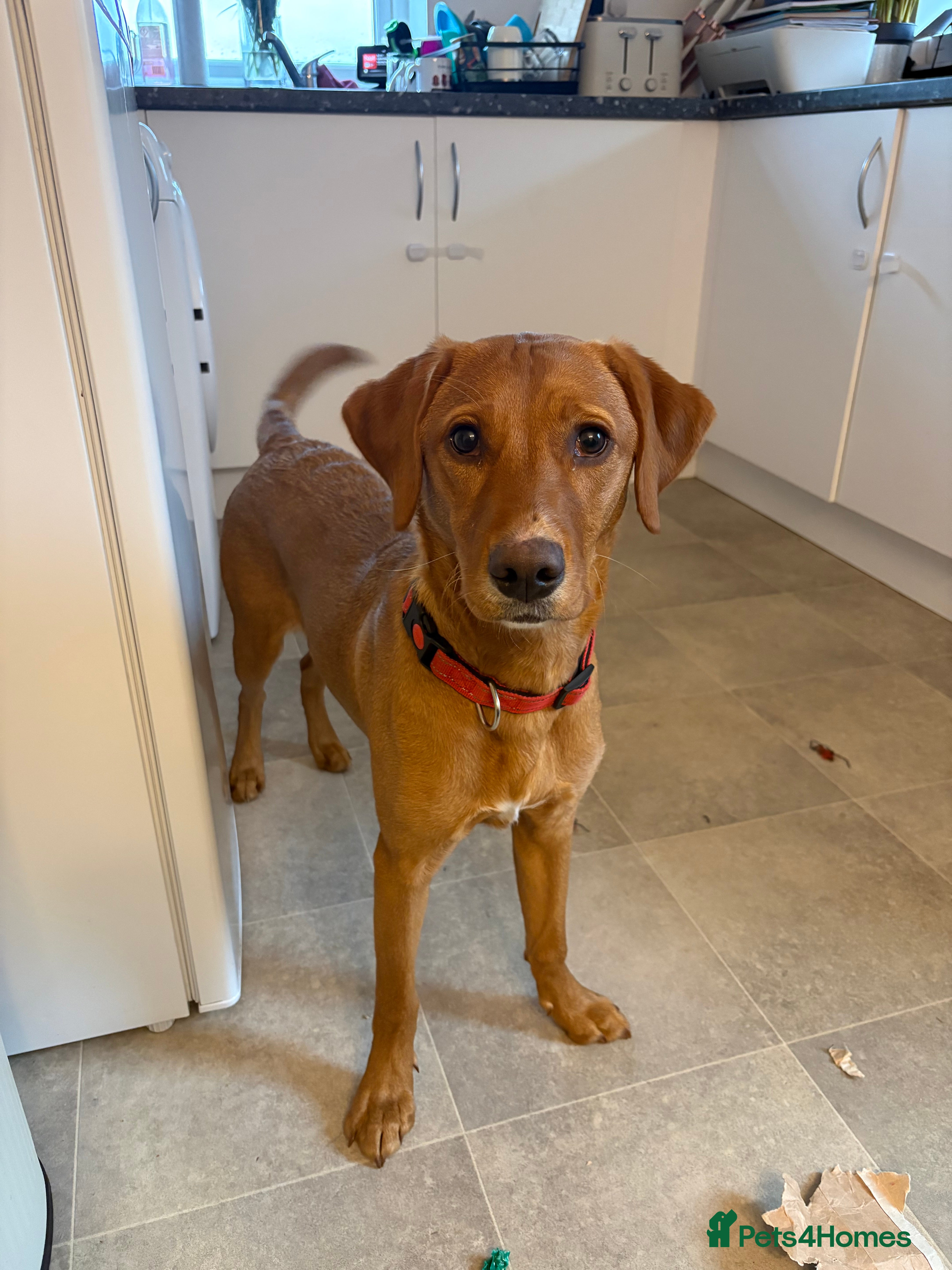 Goldador dogs Goldador  in Norwich - Advert 1