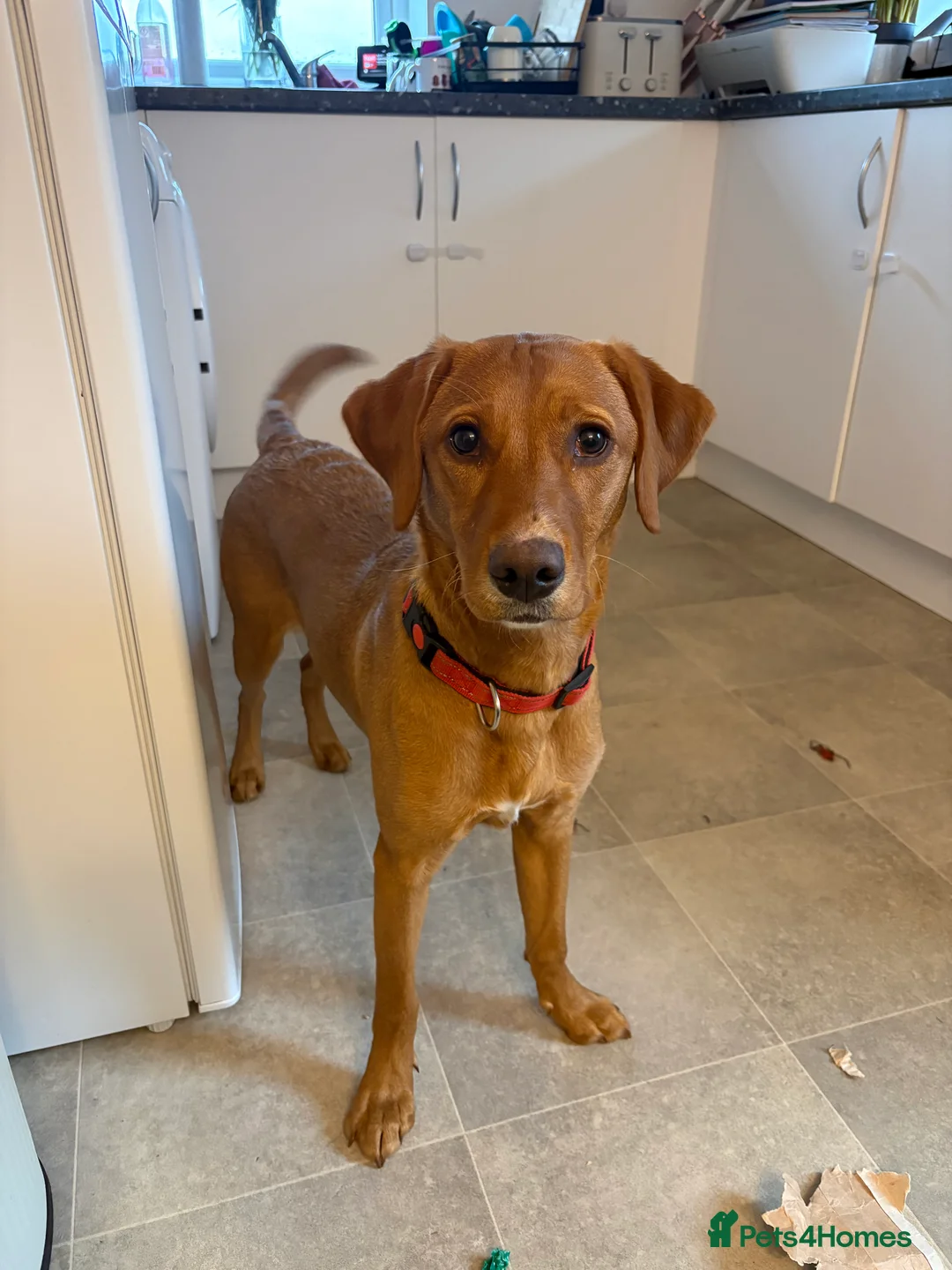 Goldador dogs for sale: Goldador  in Norwich - Advert 1