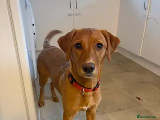 Goldador dogs Goldador in Norwich - Advert 1