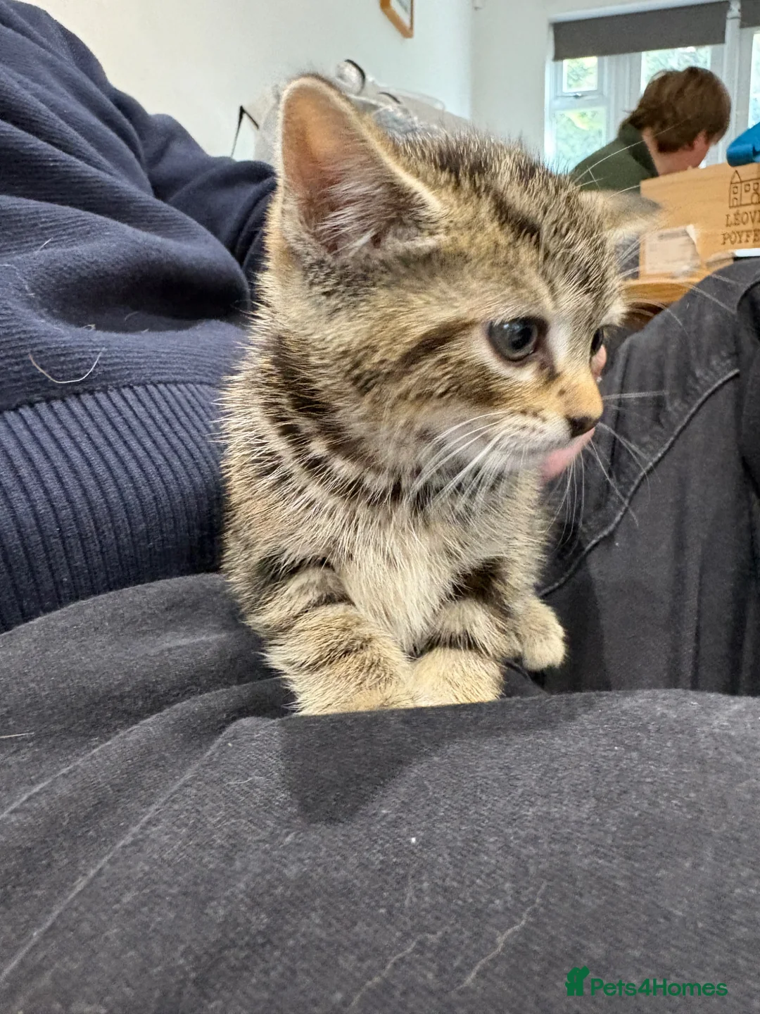 Mixed Breed cats for sale: Mixed breed kittens  in Colchester - Advert 12