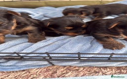 Yorkshire Terrier dogs for sale: Yorkshire terrier puppy  - Advert 15