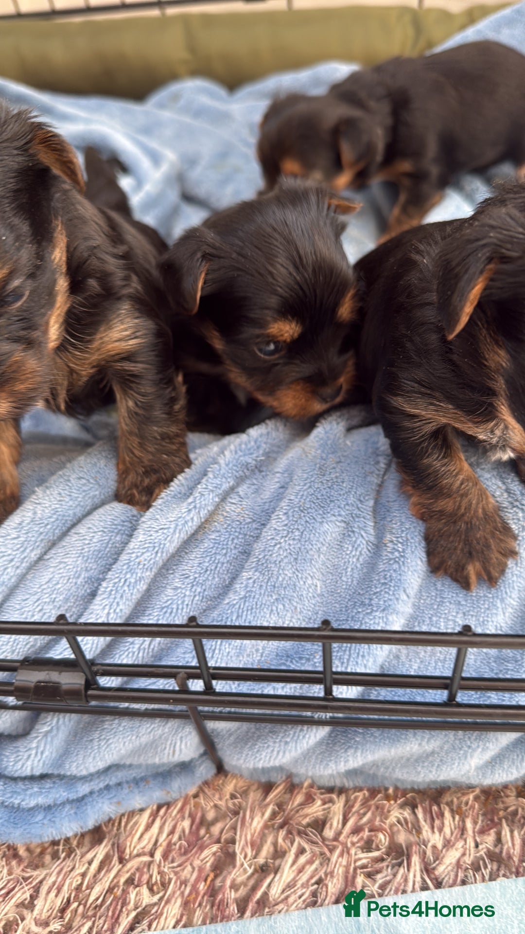 Yorkshire Terrier dogs for sale: Yorkshire terrier puppy  - Advert 15