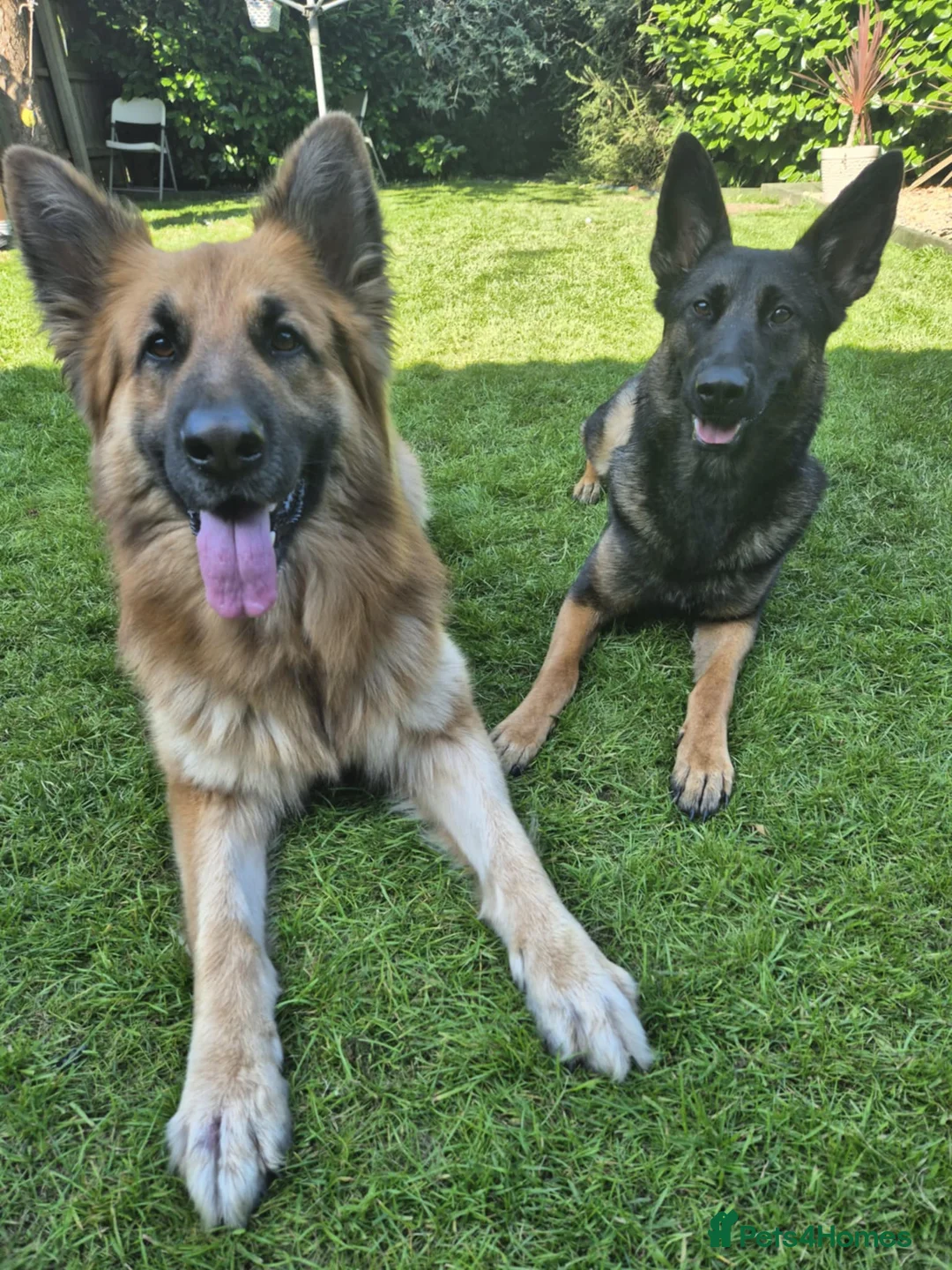 Mixed Breed dogs for sale: Belgian Malinos × GSD Puppies - Advert 1
