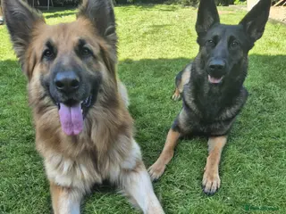 Mixed Breed dogs Belgian Malinos × GSD Puppies - Advert 18