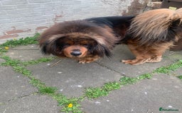 Tibetan Mastiff dogs for sale: 2 Wonderful Tibetan Mastiffs for rehoming - Image 4