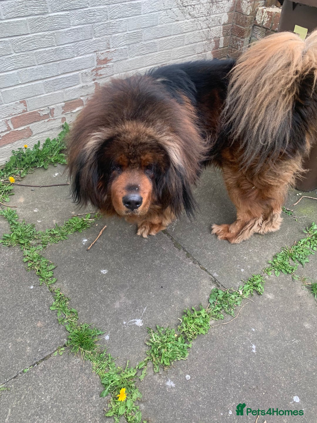 Tibetan Mastiff dogs for sale: 2 Wonderful Tibetan Mastiffs for rehoming - Image 4