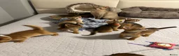 Abyssinian cats for sale: Abyssinian kittens 🌟😻🌟 - Advert 6