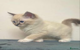 Ragdoll cats for sale: 🐾GCCF Family Reared Ragdoll Kittens🐾 - Image 23