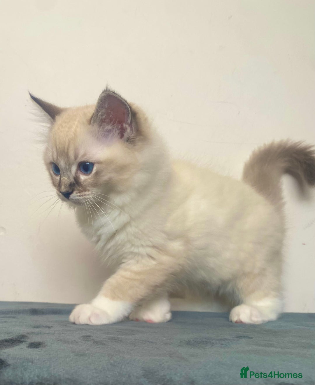 Ragdoll cats for sale: 🐾GCCF Family Reared Ragdoll Kittens🐾 - Image 23