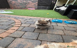 Pomeranian dogs for sale: Teddy bear pomeranians  - Image 8