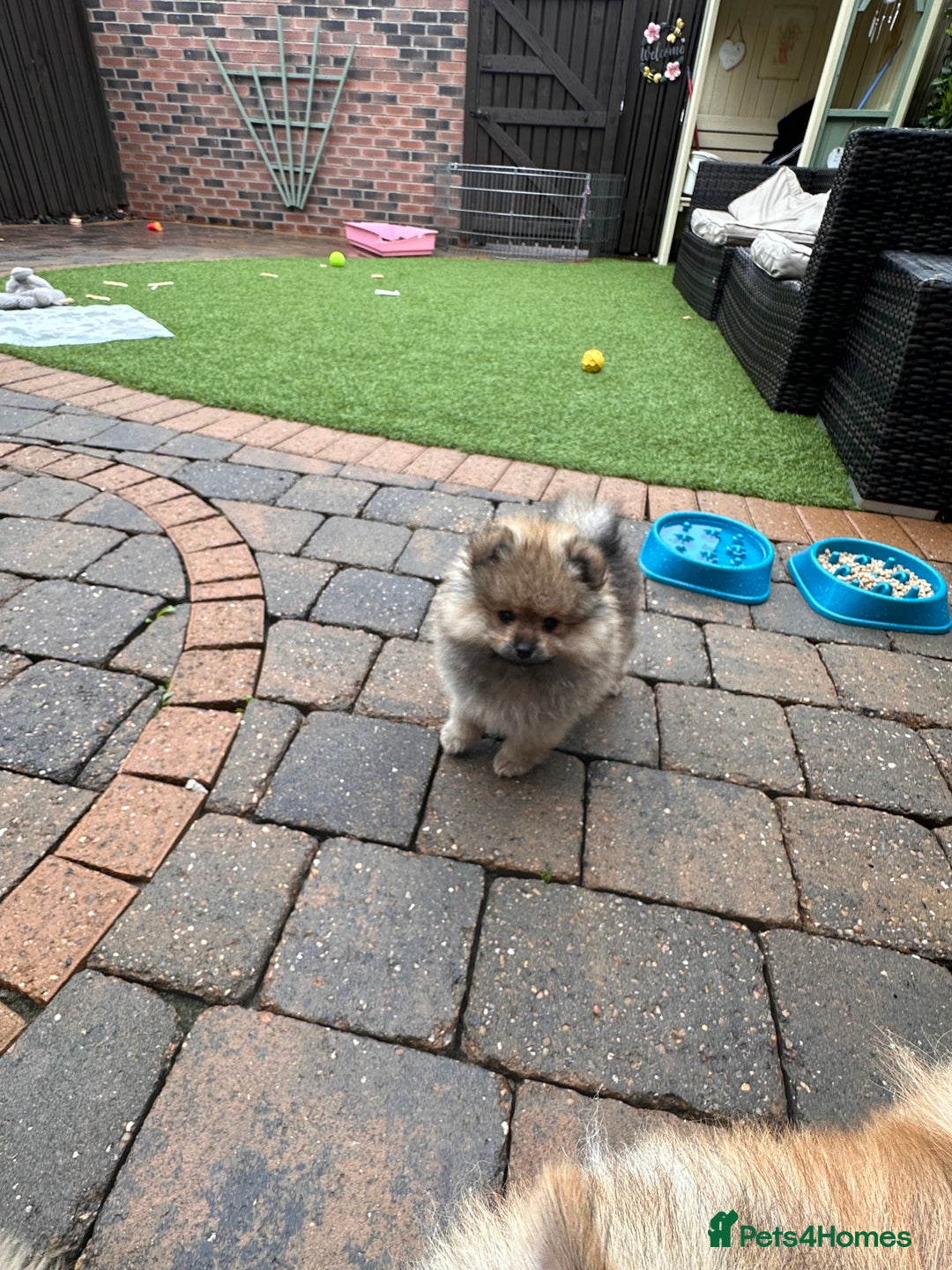 Pomeranian dogs for sale: Teddy bear pomeranians  - Image 8