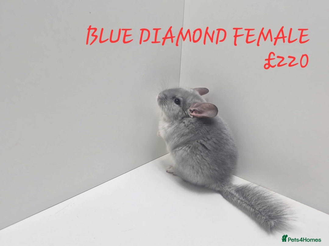 Chinchilla rodents for sale: STUNNING BABIES CHINCHILLA MIX COLOURS AND GENDER  - Image 11