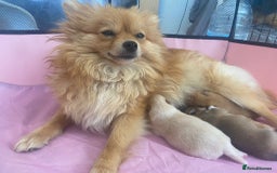 Pomeranian dogs for sale: Energetic Pome - Image 8