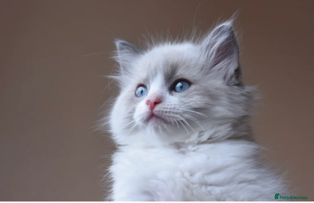 Ragdoll cats for stud: TICA registered blue point stud ragdoll  in Bristol - Advert 6