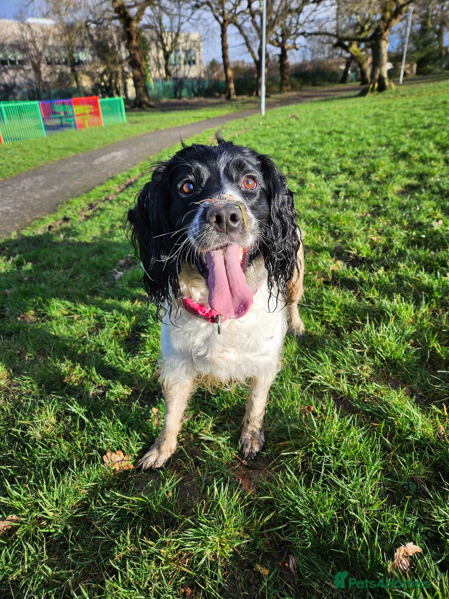 Sprocker dogs Sprocker puppies - Advert 3