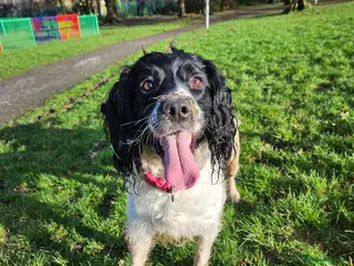Sprocker dogs Sprocker puppies - Advert 3