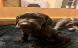 Great Dane dogs for sale: Great Dane puppy’s  - Image 32