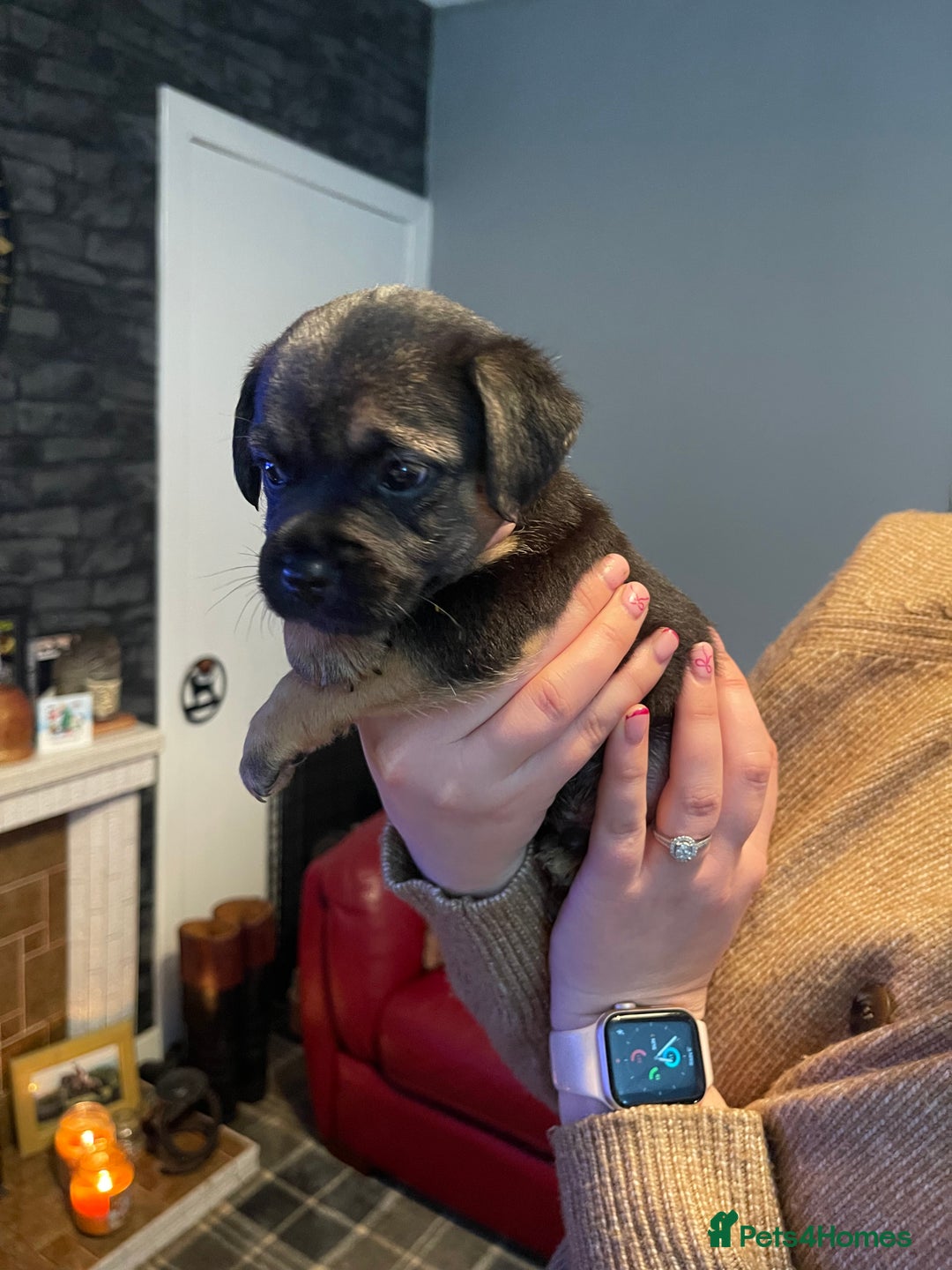 Border Terrier dogs for sale: Border Terrier Pups - Advert 27